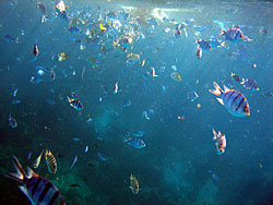 การดำน้ำดูปะการังที่หมู่เกาะรัง จะทำให้คุณตื่นตาตื่นใจไปกับฝูงปลาสวยงามหลากหลาย