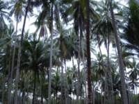 สวนมะพร้าวที่มีให้เห็นทั่วไปบนเกาะกูด